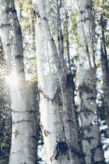 Photo art by Nadja Jacke: double exposure of birches in sunlight