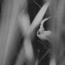Cat hiding in reeds, captured in soft black and white tones