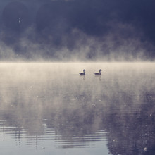 Nadja Jacke, 2 birds on a lake with fog in the morning