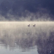 Two birds on a lake in morning fog, creating a peaceful atmosphere.