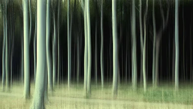 Fotokunst von Oliver Buchmann: mystischer Wald mit gespenstischen Silhouetten