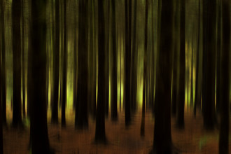 Oliver Buchmann, Im Wald - Deutschland, Europa)