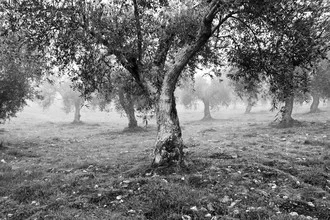 Photo art by Anna Kress: mist surrounding olive trees in Trás-os-Montes, Portugal