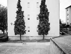 Wall art by Anna Kress: dog in the urban landscape of Porto, Portugal.