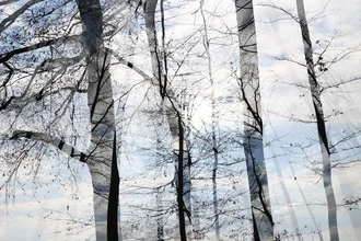 Photo art by Rolf Bökemeier: mysterious forest with gentle light patterns