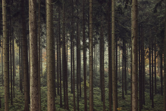 Nadja Jacke, Geborgenheit im Teutoburger Wald - Deutschland, Europa)