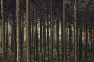 Photo art by Nadja Jacke: gentle autumn atmosphere in the Teutoburg Forest