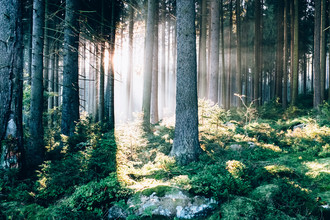 Andi Weiland, Waldspaziergang - Deutschland, Europa)