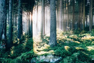 Photo art by Andi Weiland: peaceful forest walk at sunrise