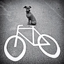 Witzige Szenerie mit Hund auf einem Fahrrad, entspannte Atmosphäre.