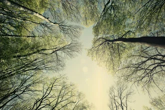 Fotokunst von Nadja Jacke: Blick auf Baumkronen im Teutoburger Wald unter blauem Himmel