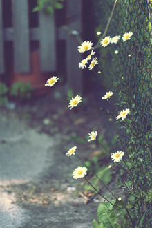 Nadja Jacke, Daisies at the garden fence - Germany, Europe)