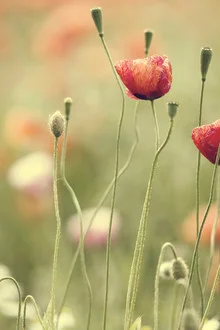 Fotografie von Mohnblüten im Sommer mit sanften Farben und natürlichem Licht.