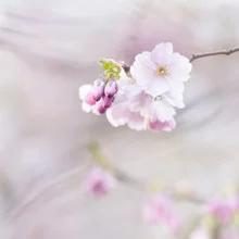Delicate cherry blossoms in spring, soft pink against a clear sky