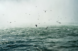 Laura Droße, Niagara Falls - Vögel - Kanada, Nordamerika)