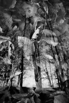 Photo art by Rolf Bökemeier: interplay of light among trees and leaves in the forest