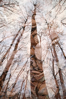Rolf Bökemeier, the woods (Germany, Europe)