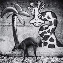 Christine Frick, Hund ... - Italy, Europe)