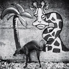 Witziger Hund pinkelt an eine graue Wand mit Giraffengraffitti.