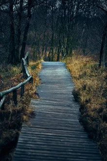 Beautiful photo art by Sascha Faber: a dark, autumnal forest landscape.