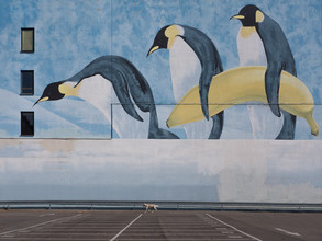 Klaus Lenzen, wildlife