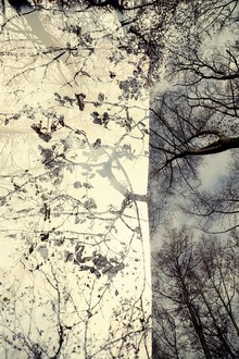 Rolf Bökemeier, mystery wood (Germany, Europe)