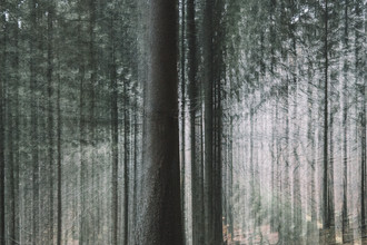 Nadja Jacke, Teutoburg Forest - Autumn