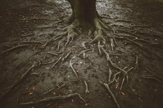 Photo art by Nadja Jacke: strong branching roots in brown earth