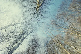 Photo art by Nadja Jacke: Winter blue sky above treetops in the Teutoburg Forest