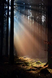 Gentle sunlight pierces the fog in the woods during morning light