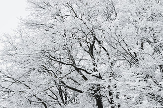 Nadja Jacke, Winterlicher Wald