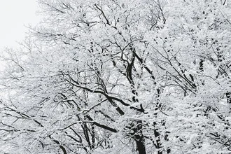 Winter forest with snow and clear sky, calm and peaceful atmosphere