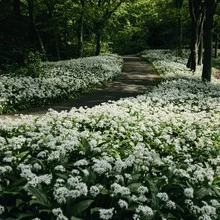 Wild garlic carpet in the Botanical Garden in Bielefeld, green plants in spring