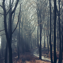 Nadja Jacke, Forest path in the winter sun in the Teutoburg Forest