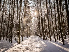 Photo art by Johann Oswald: winter landscape with snowy path and sunlight