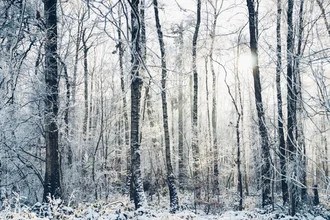 Winter forest with warm sunlight, soft colors, and a calm atmosphere.