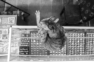 Thomas Neukum, The cat