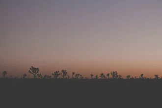 Photo art by Thomas Neukum: gentle sunset over Joshua Tree in California.