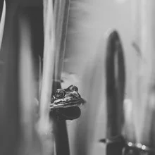 Frog hiding in the reeds, gentle black-and-white photo by Nadja Jacke.