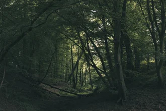 Photo art by Nadja Jacke: Depth in the forest in spring, green trees and a magical mood