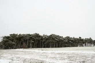 Photo art by Piero Chiussi: calm pine forest in winter snow