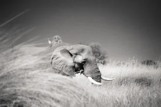 Wall art by Tillmann Konrad: elephant in the Okavango Delta with a heron