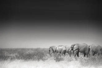 Black-and-white photo art featuring a herd of elephants in Etosha National Park, Namibia.