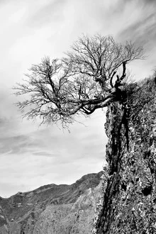 Photo art by Georg Tausche: pine tree in mountains under a clear sky