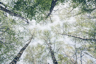 Nadja Jacke, Der Himmel voller Birken im Frühling - Deutschland, Europa)