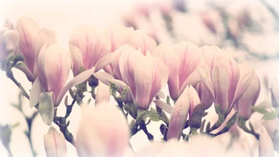 Photo art by Julia Delgado: delicate magnolia blossoms in spring