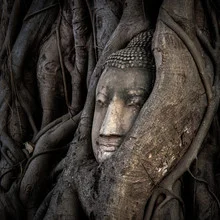 Photo art by Sebastian Rost: Buddha head nestled in a tree in Ayutthaya, Thailand.