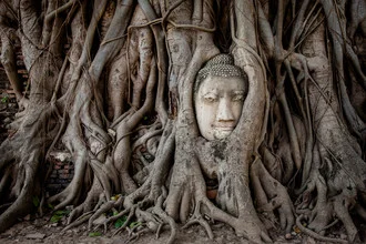 Buddha head surrounded by roots in Ayutthaya, Thailand, serene atmosphere.