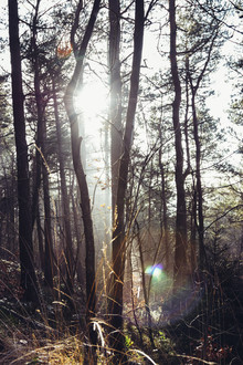 Nadja Jacke, Teutoburger Wald in strahlendem Sonnenlicht