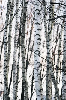 Birch forest in sunlight with gentle shadows and warm colors.